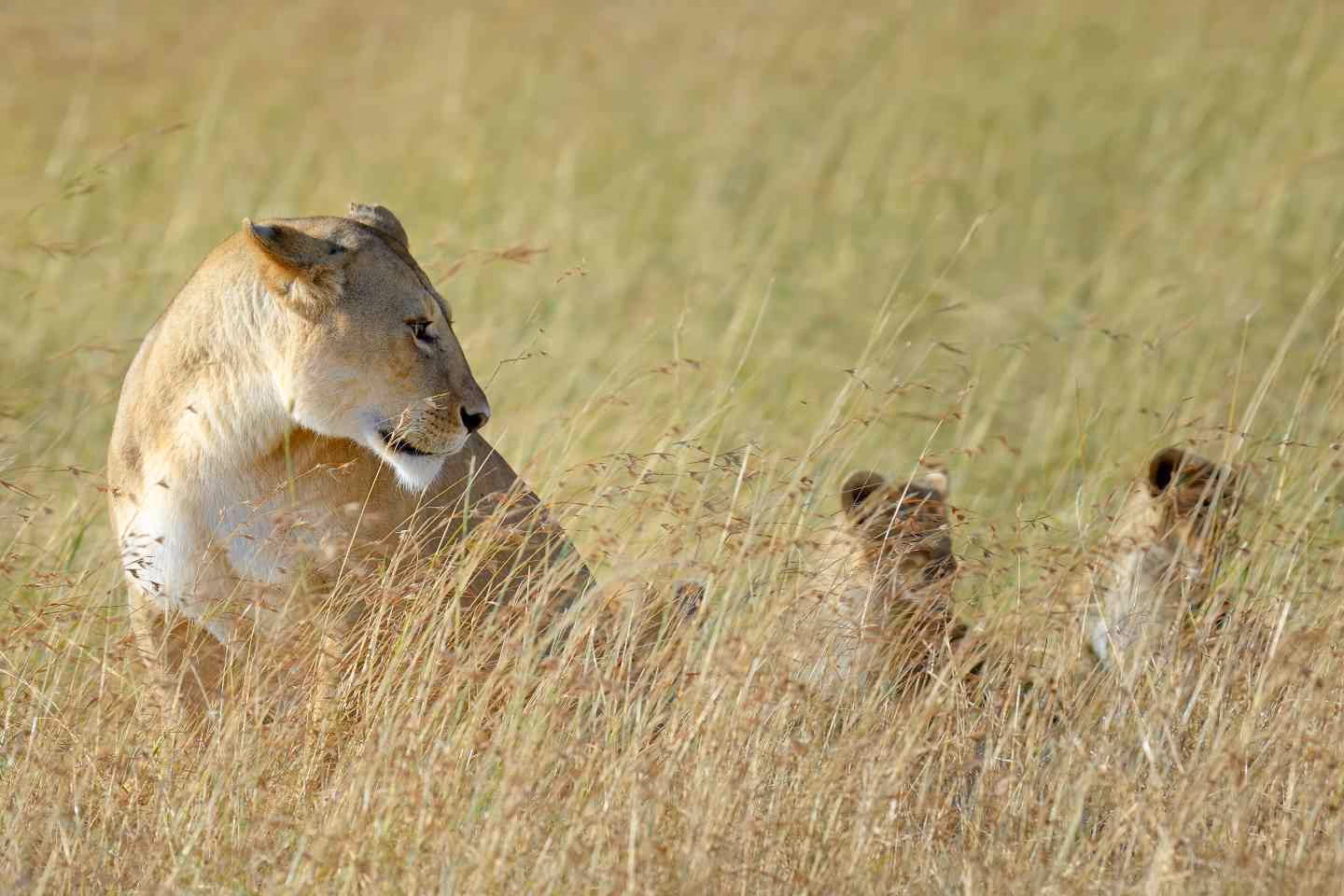 Lioness with her cubs in kenya