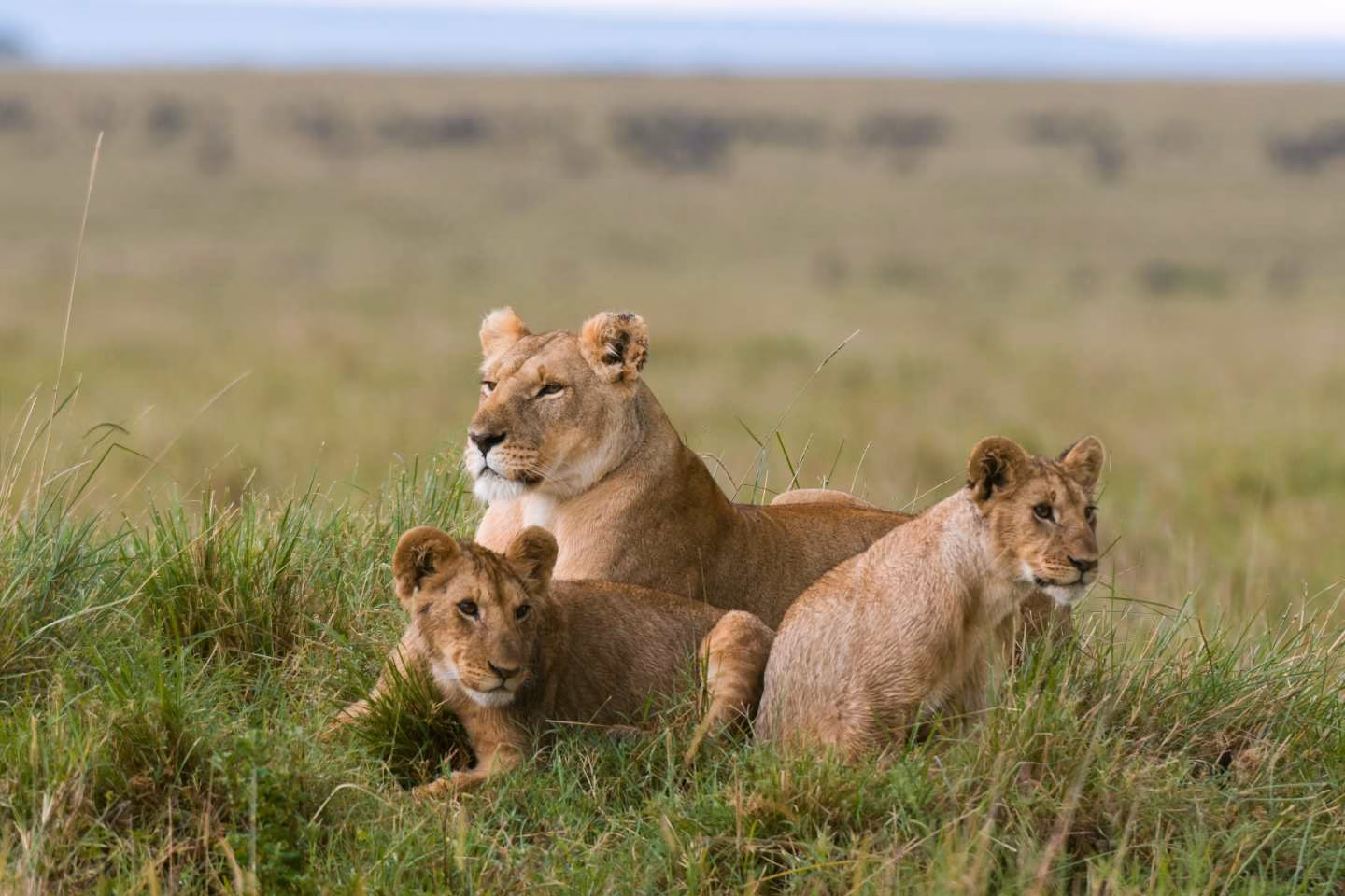 lioness with her two cubs resting in the Masai Mara