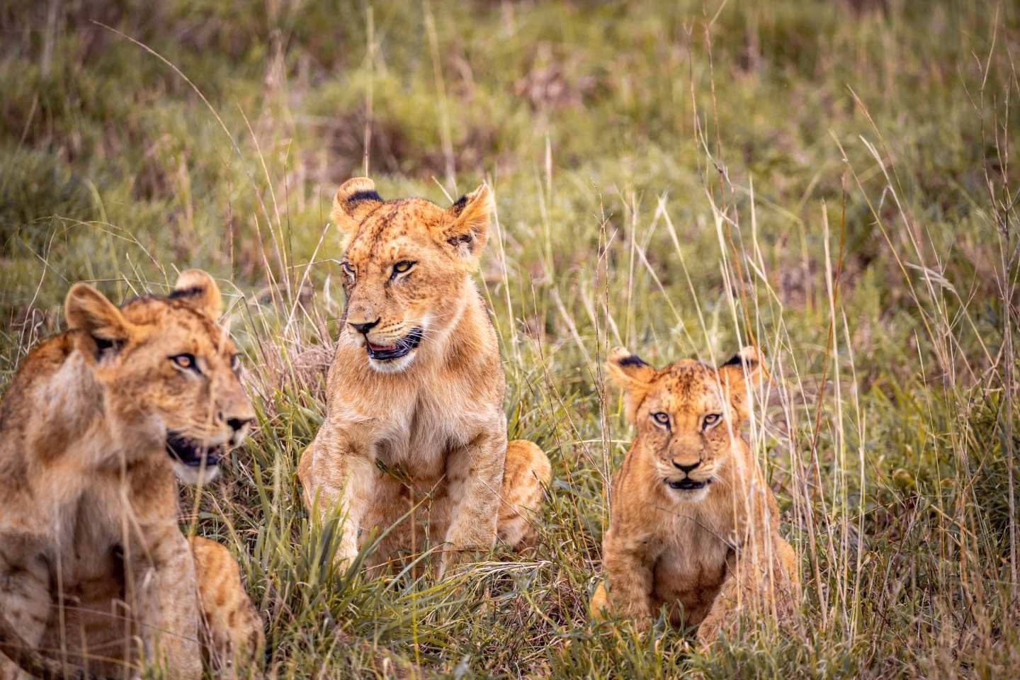 3 lion cubs relaxing on grass in masai mara