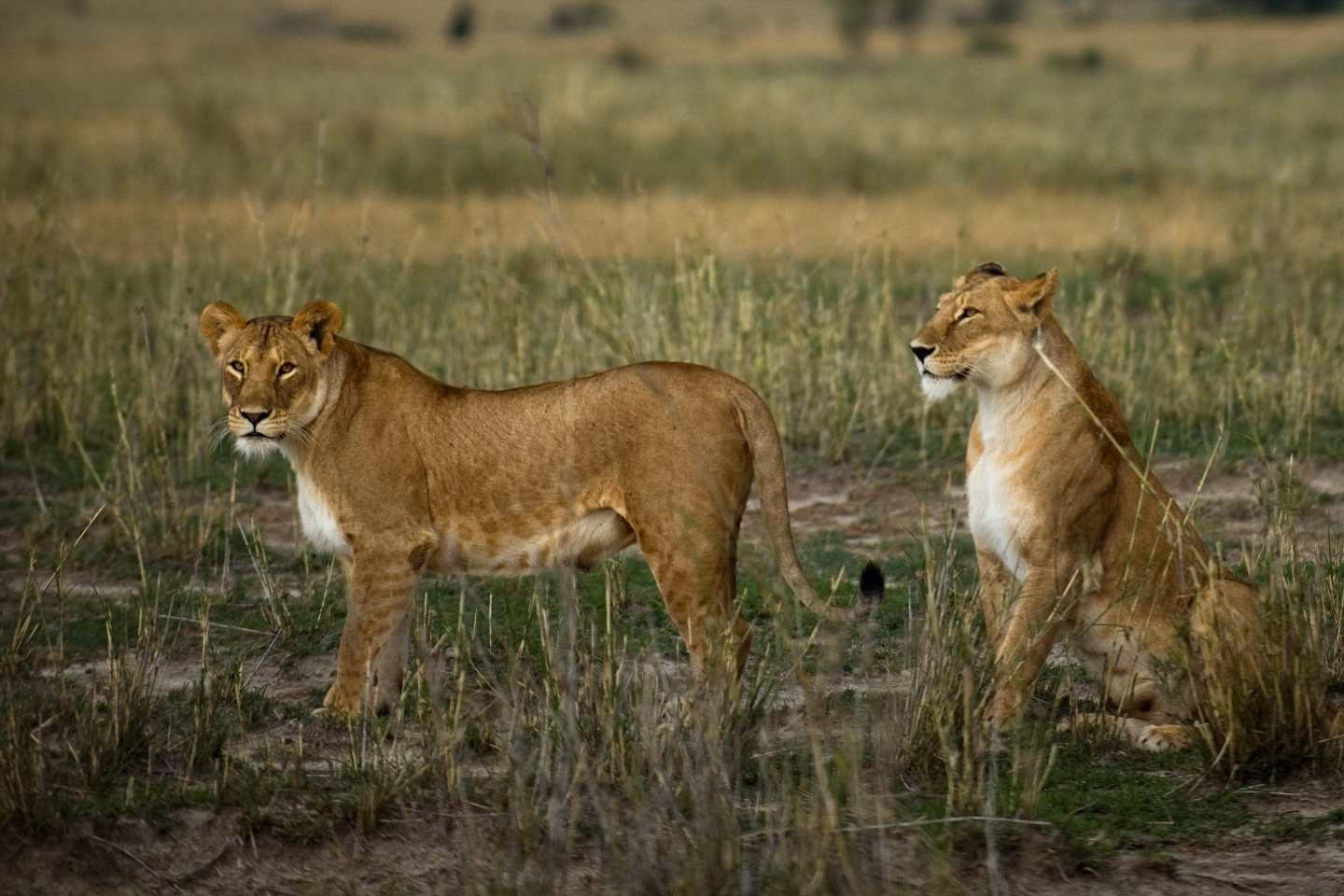 2 lionesses standing in a national reserve