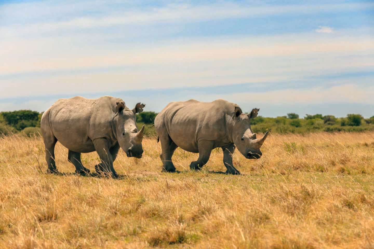 two white Rhinos in the wild