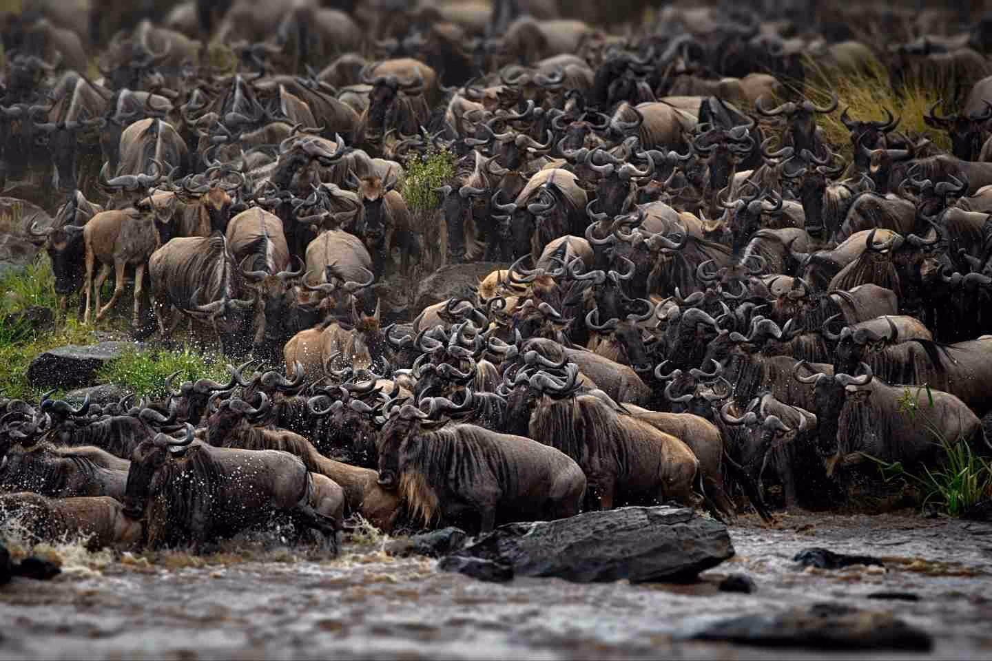 wildebeests crossing river in Kenya