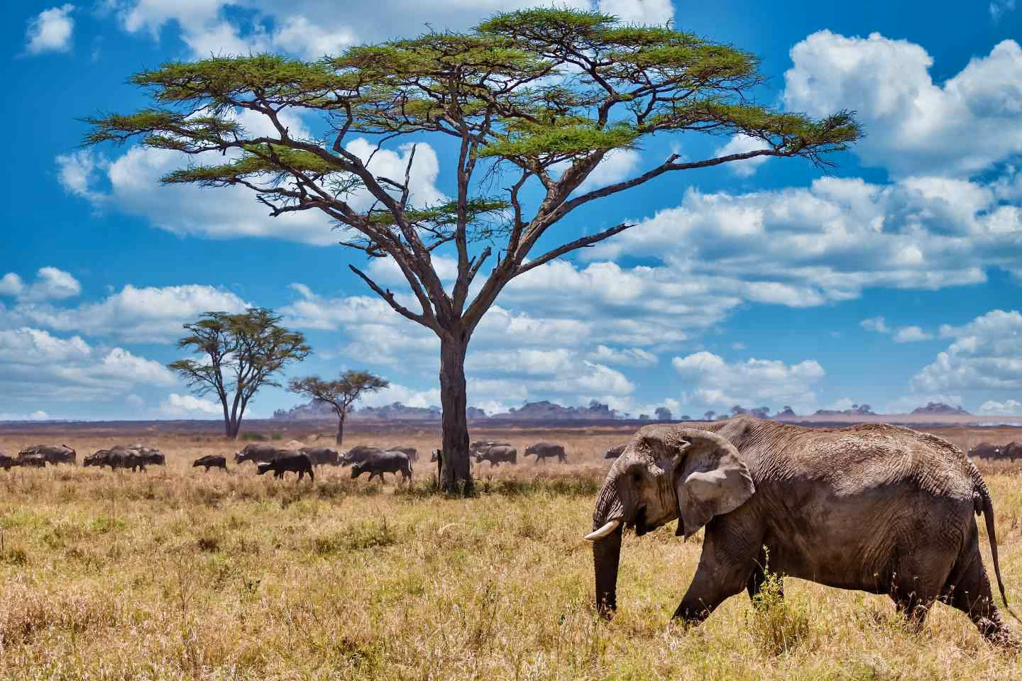 Large elephant with acacia tree in the background