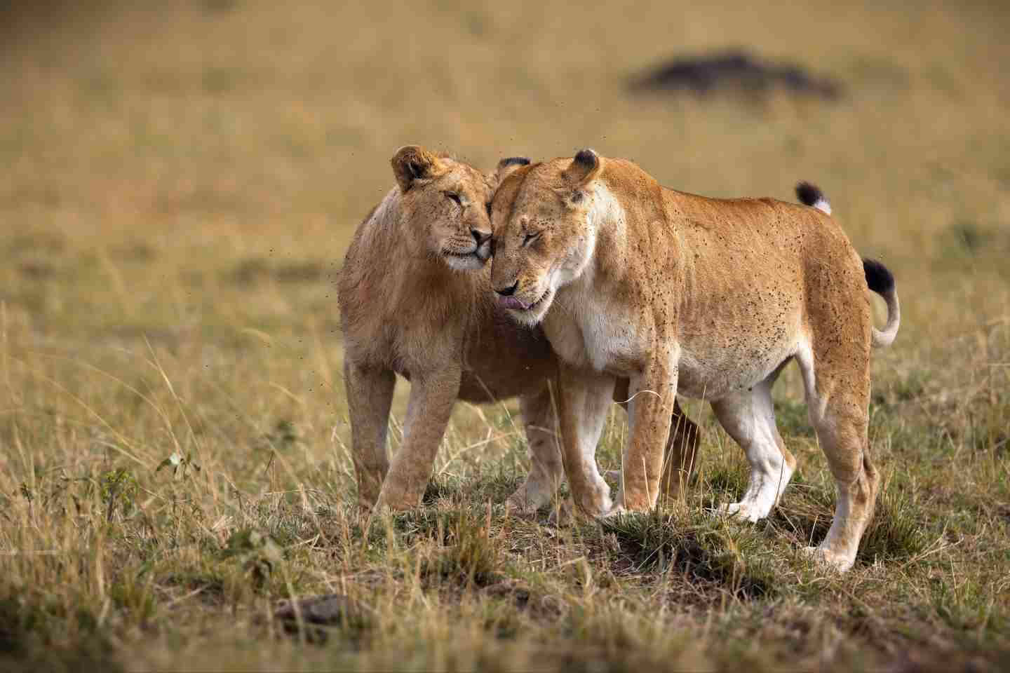 two lionesses in the masai mara