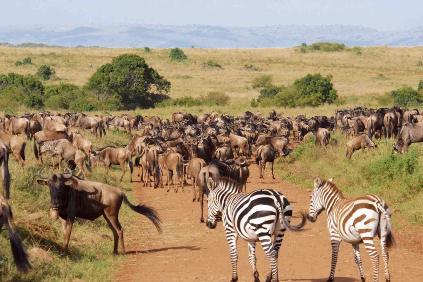 herd of zebras and wildebeests