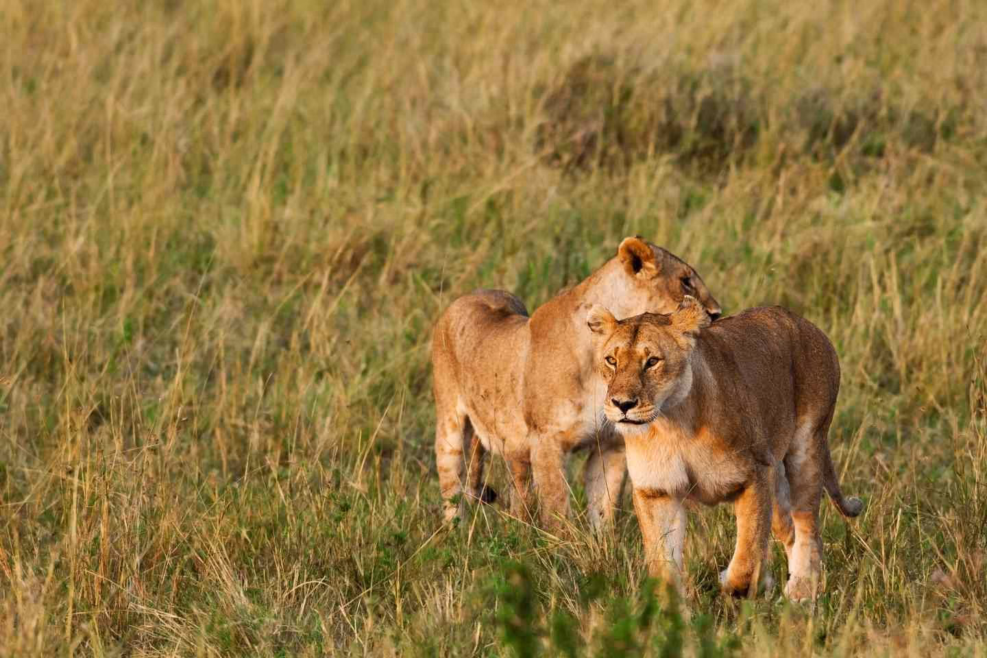 2 lions spotted during luxury kenya safari in the Masai Mara