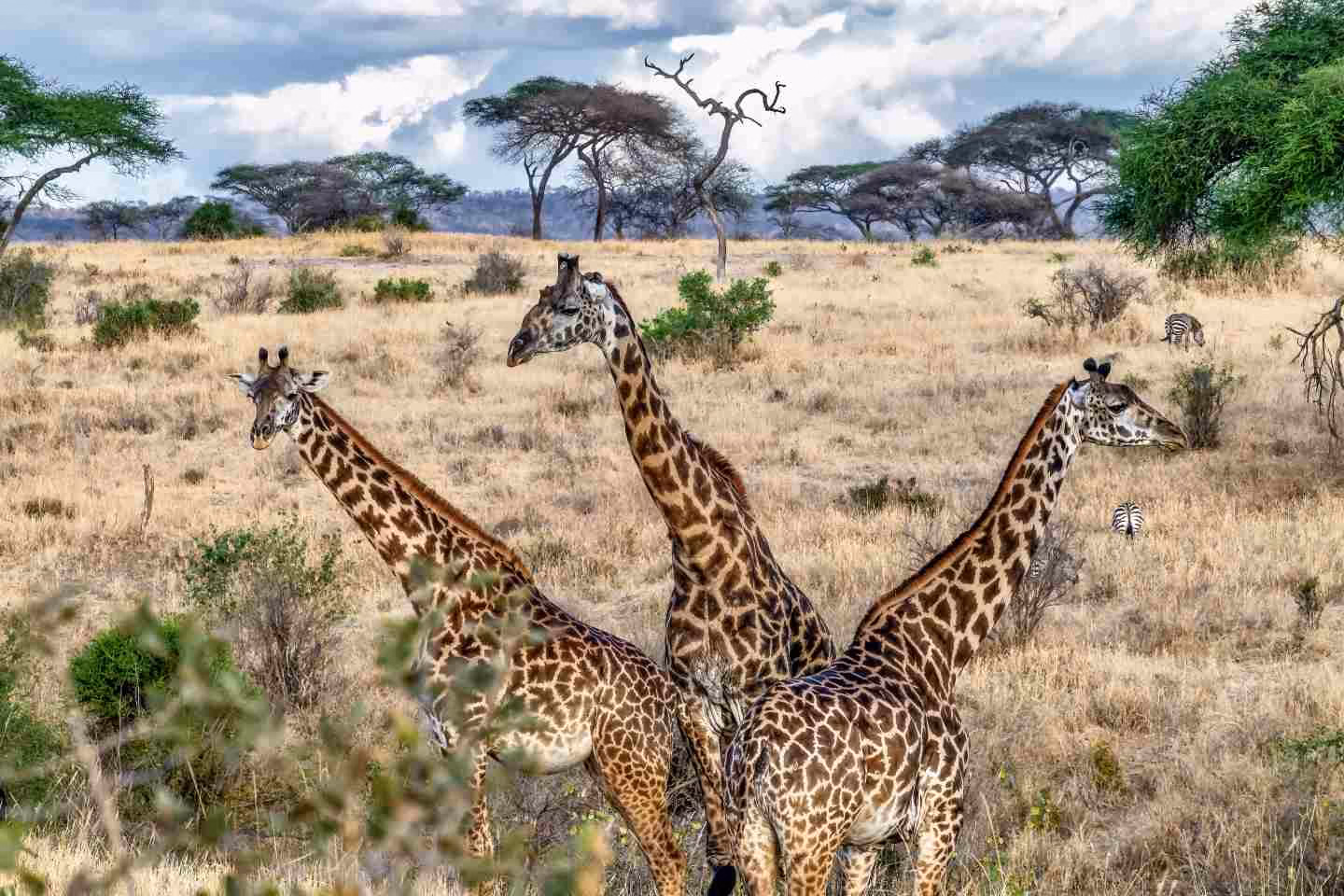 girafffes in the masai mara