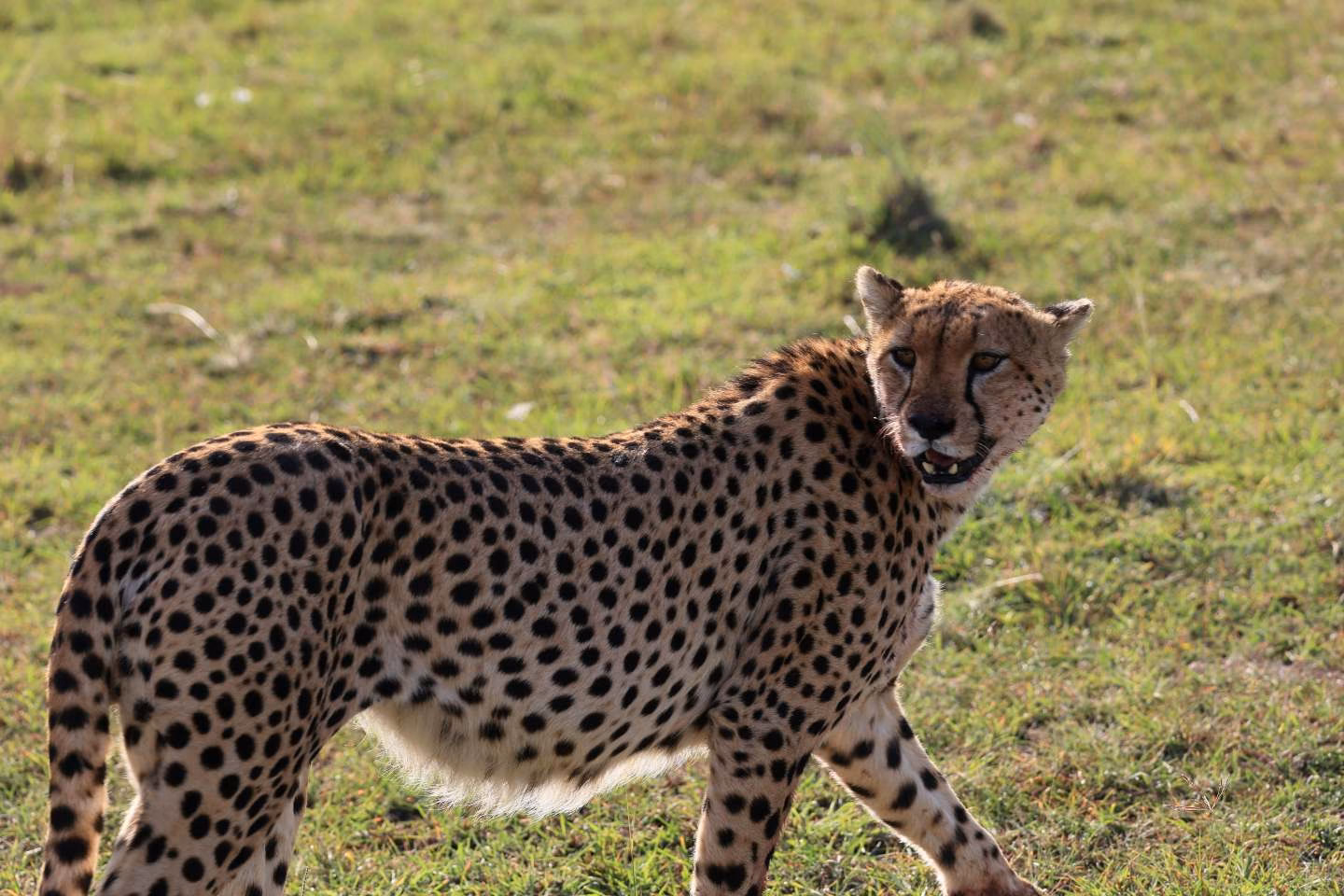 Cheetah sighting during 10 day Kenya Safari