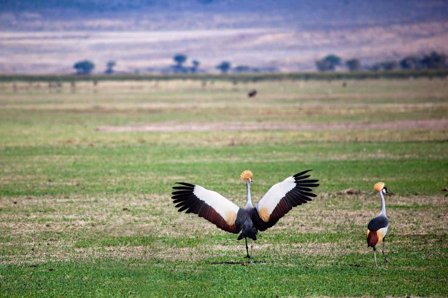 Crown-sighting-Kenya