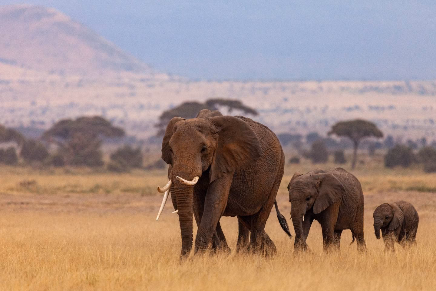Elephant with her calves spotted during 14 day kenya safari and beach