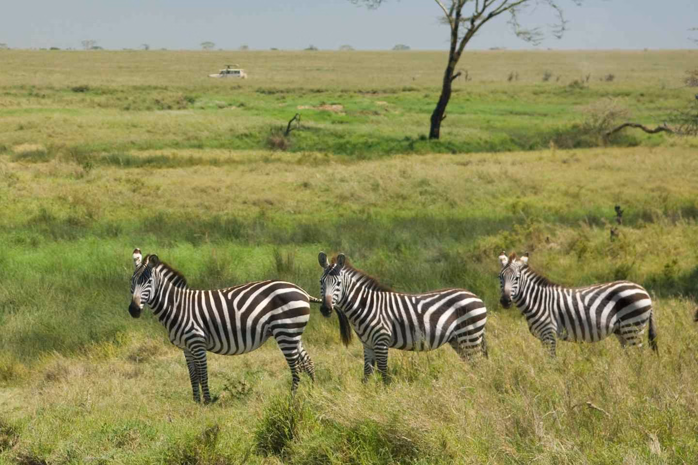 herd of zebras