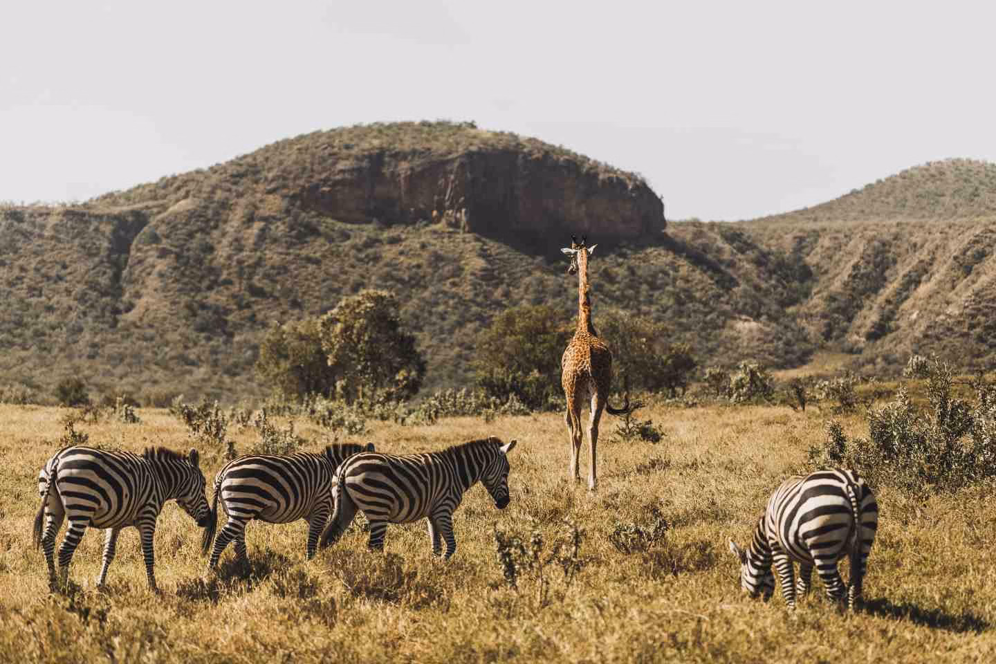 zebras and giraffe in kenya