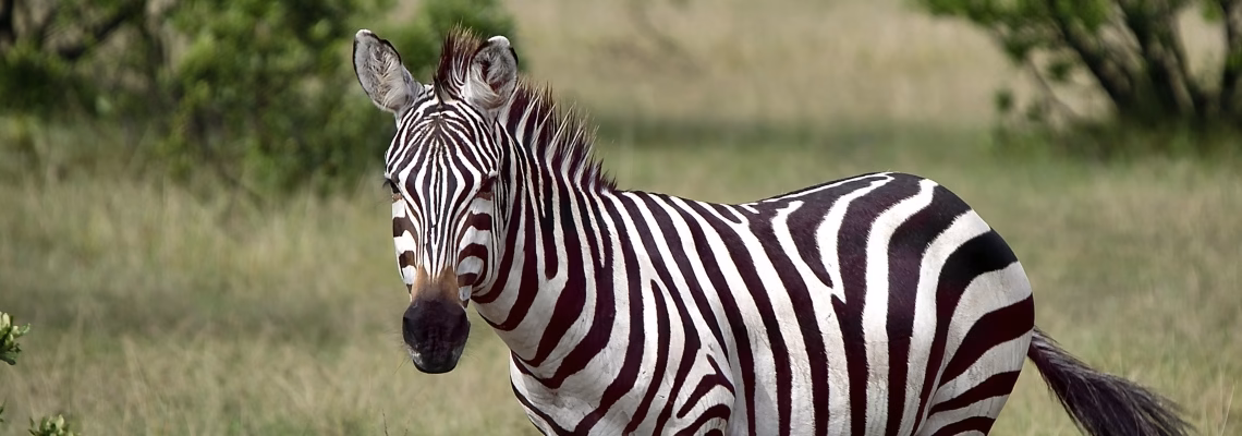 kenya safari cost from the united states