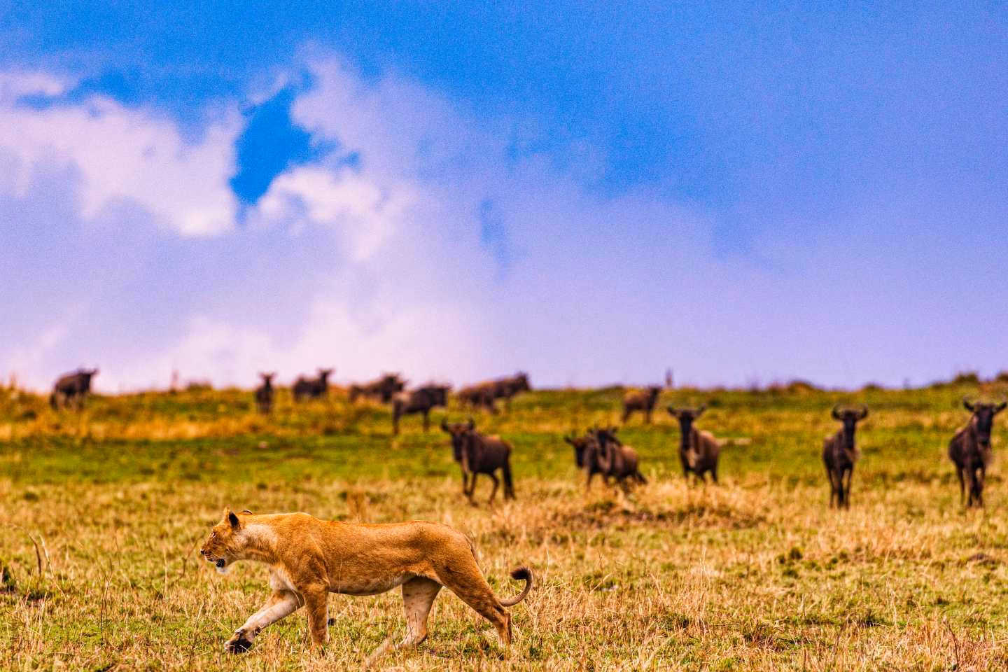 pride of lions resting