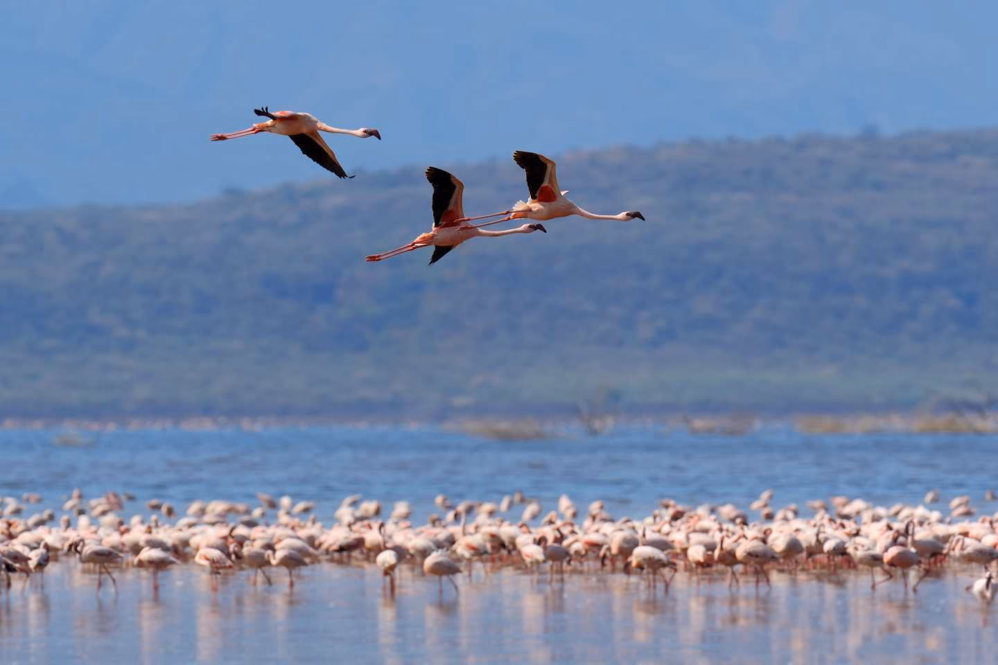Flock of flamingos wading in the shallow lagoon water