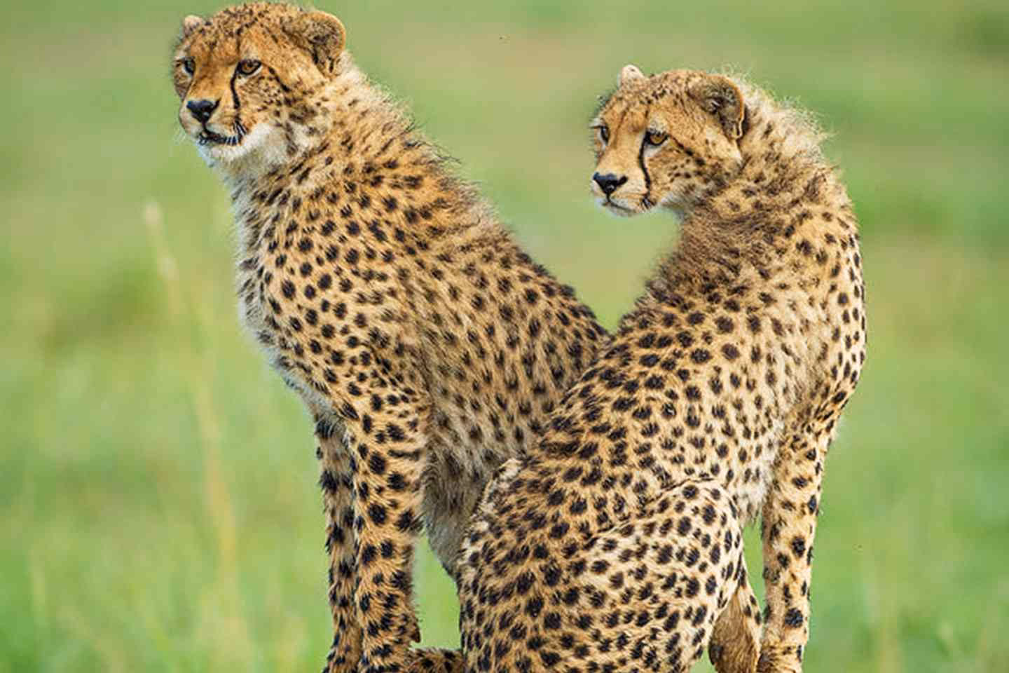 two cheetahs standing next to each other in an african grassland