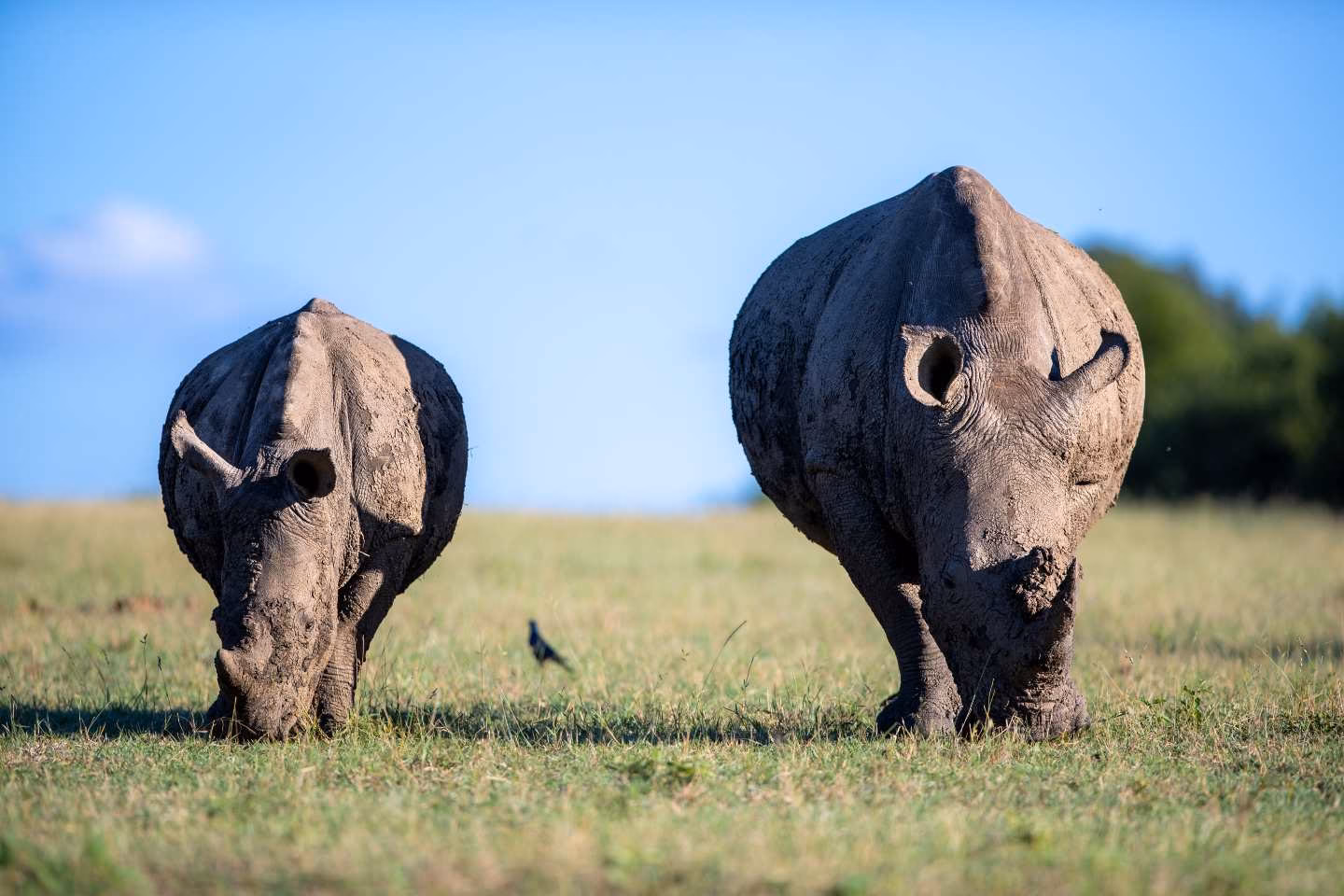 White Rhinos