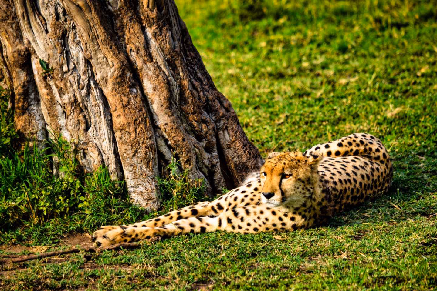cheetah relaxing beneath a tree, sighted by our Australian clients.