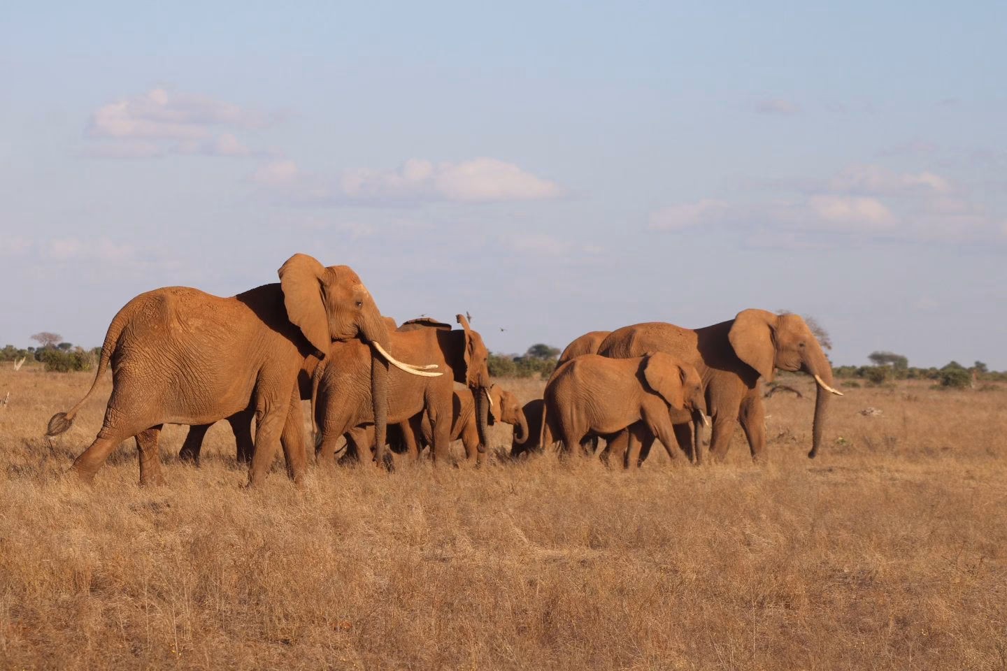 herd of elephants with their calves, spotted during a Kenya Safari