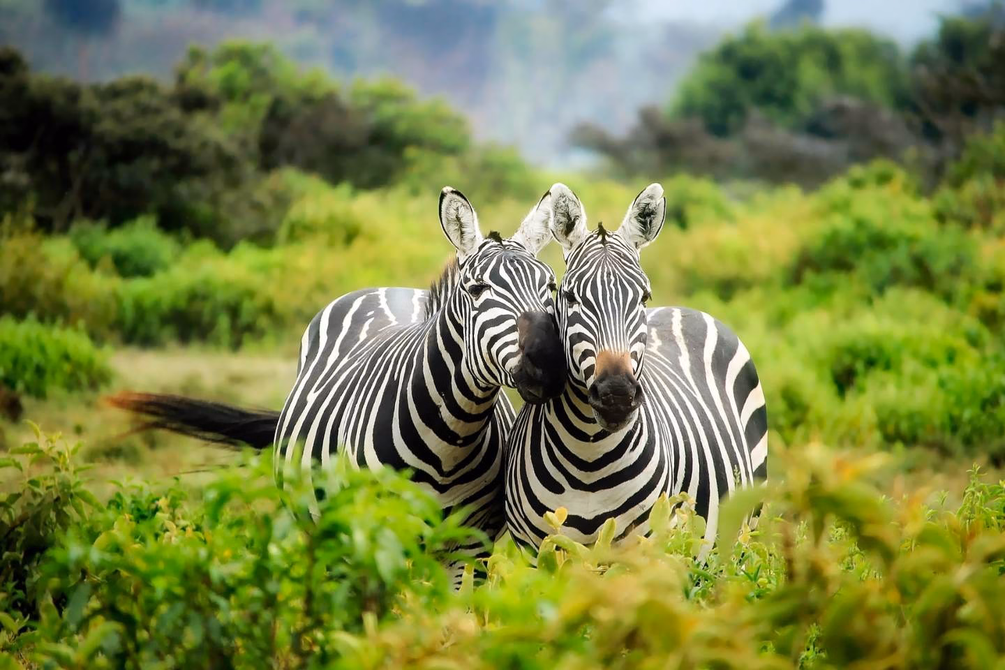 Image of 2 zebras depicting newly wed couple