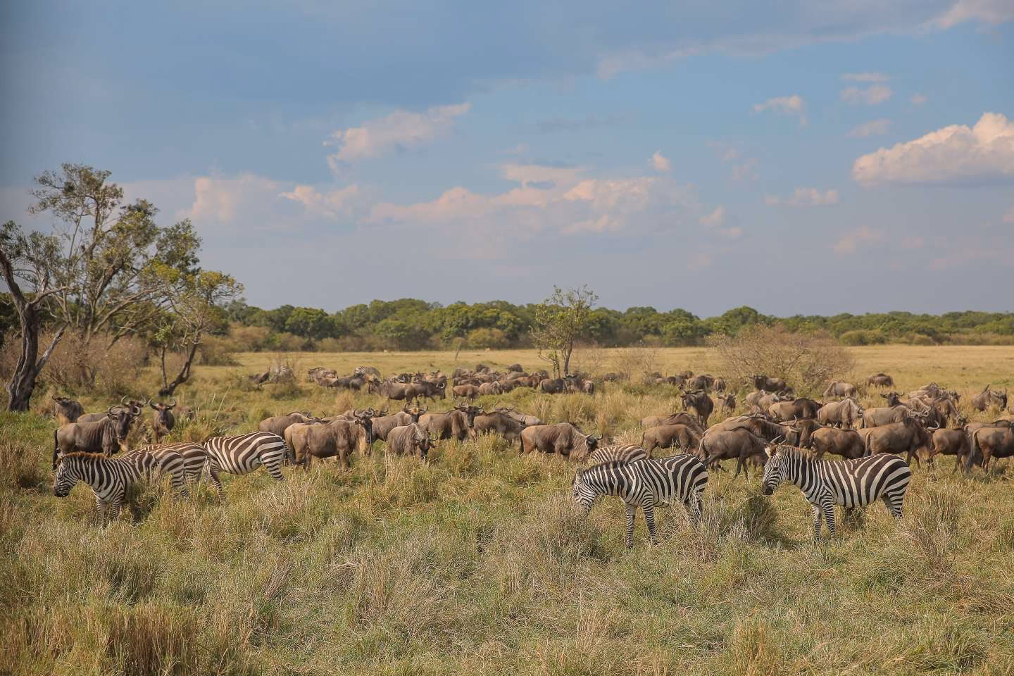 herds of zebras and wildebeests during the great migration