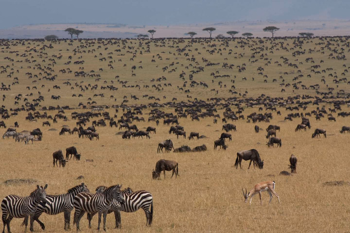 best time for a kenya safari from Australia