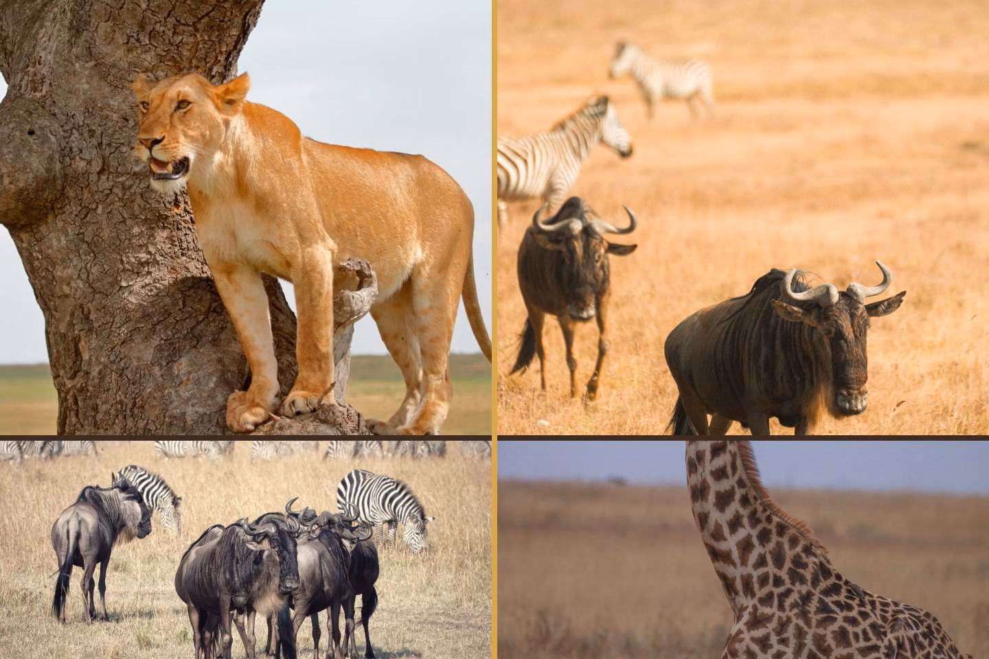 Kenya vs Tanzania safari from Australia