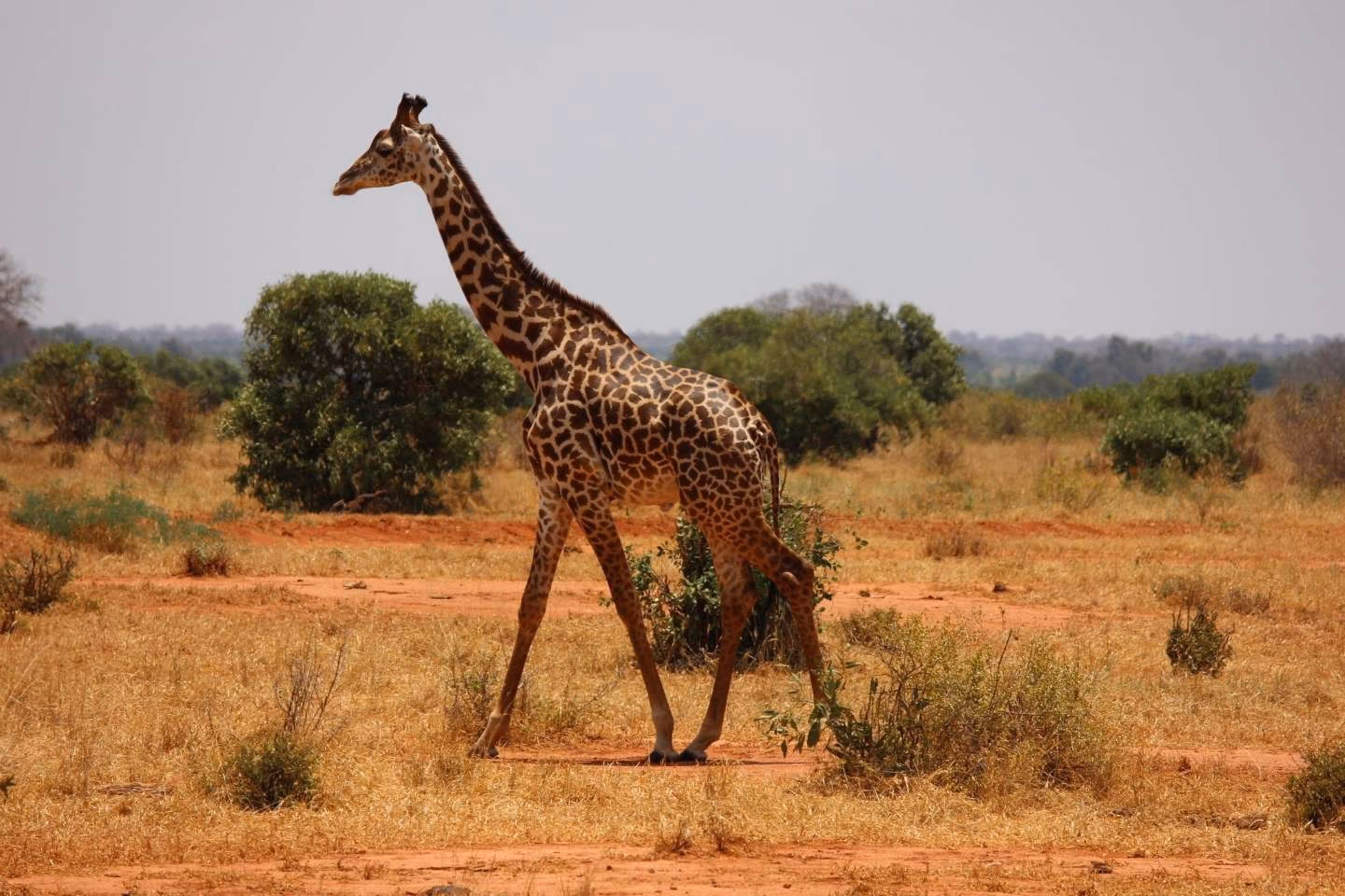 How Many Days Do You Actually Need in Kenya?